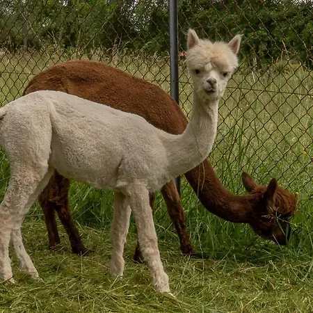 여관 Gret-stube 5*